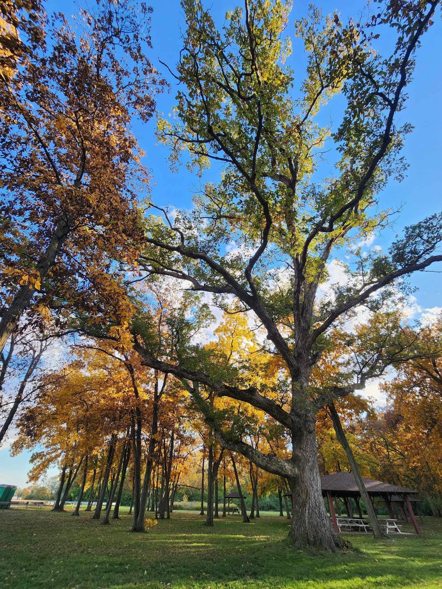 large oak tree in a park