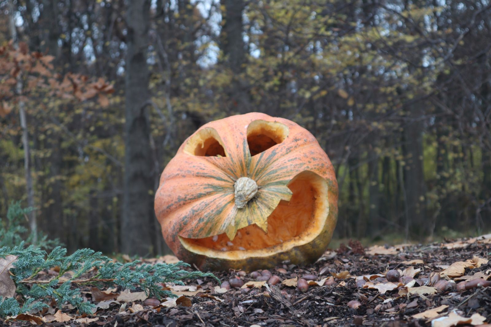 composting pumpkin