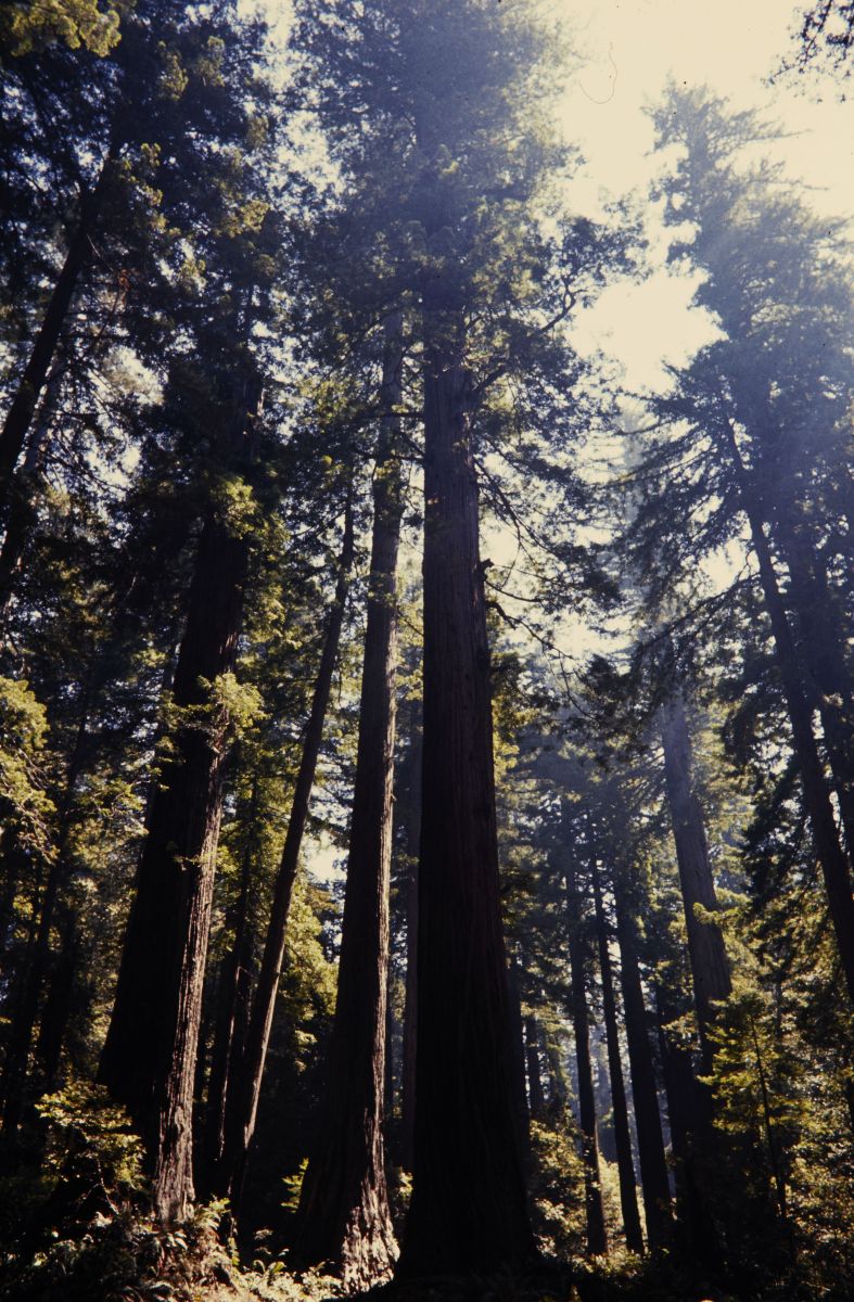 Redwood trees from NPG archive