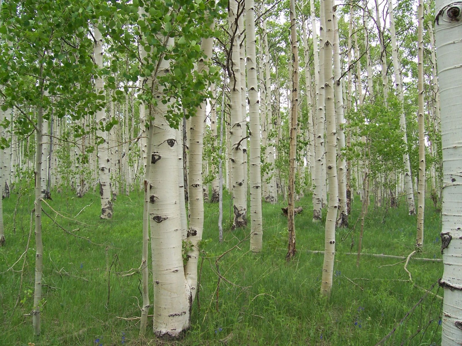 Aspen forest National Park Service