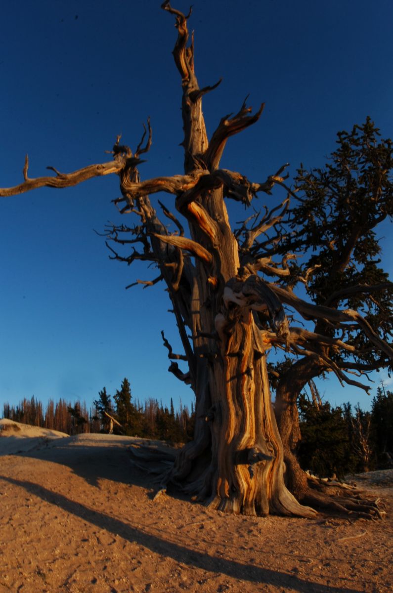 bristlecone pine tree