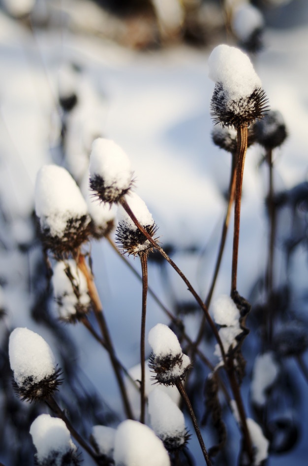 closeup-long-dry-plants-with-thorns-covered-with-snow_181624-6488.jpg